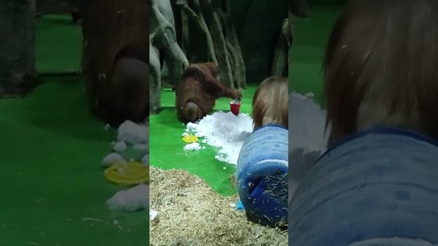 Орангутаны впервые попробовали снег☝️😉✌️😂😂😂 смотреть онлайн