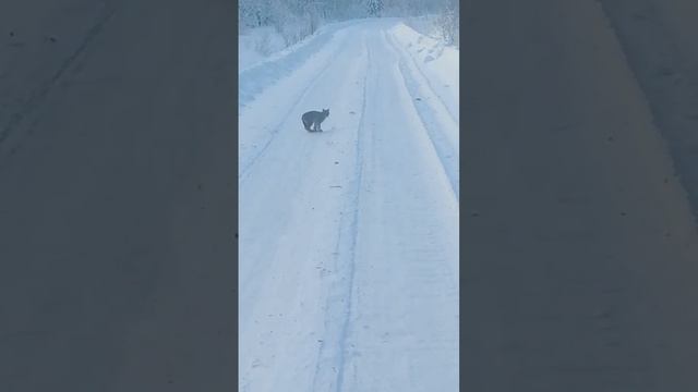 Устьянский рысëнок. 12.02.2024. смотреть онлайн