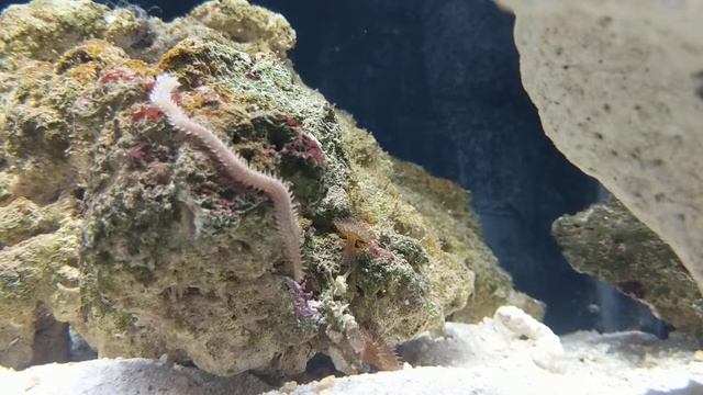Bristle worm смотреть онлайн