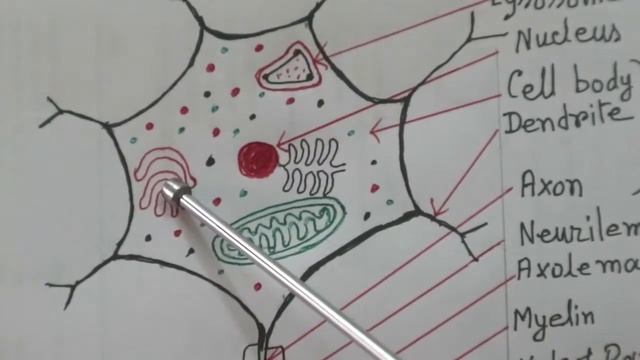 Biology: Neuron: Easy and Correct смотреть онлайн