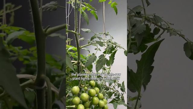 How to Make a Tomato Jungle at Home with LED grow light смотреть онлайн