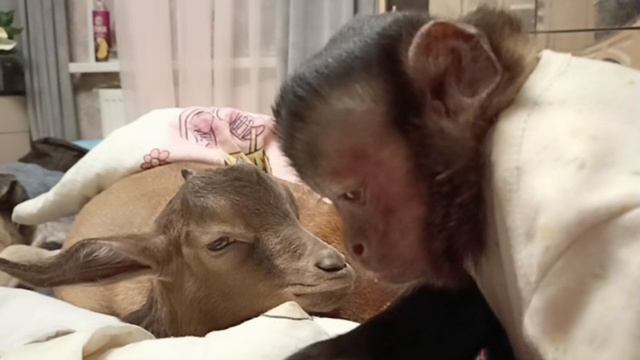Разговор по душам/ MonkeyPride1 #shorts #прикол #рекомендации #прикол #топ #тренды смотреть онлайн