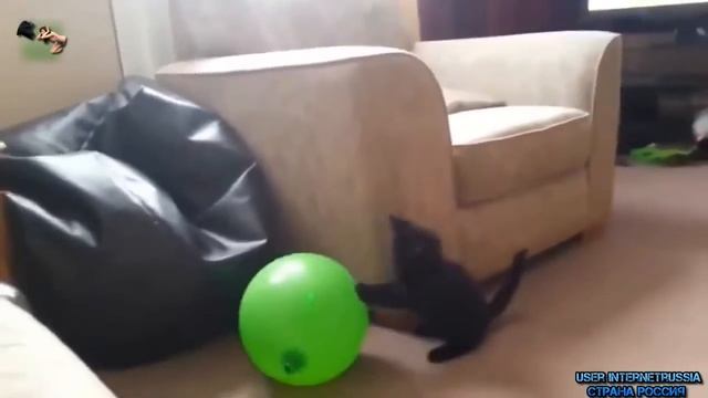 Кот и шарик. Balloon and a Kitten смотреть онлайн