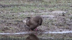 Охота с подсадной уткой