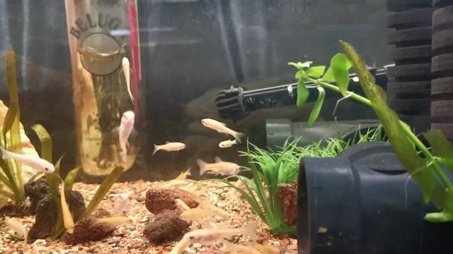 Breeding Minnows and got a surprise lol смотреть онлайн