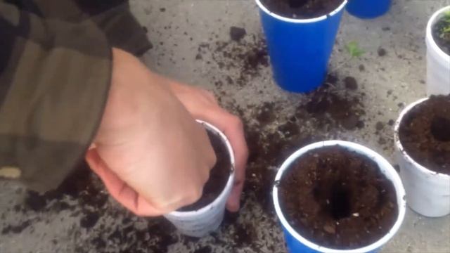 20 Habanero Plants for $0.15 смотреть онлайн