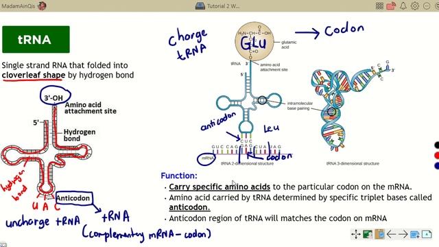 Tutorial 2 Week 5: Role of mRNA, tRNA and ribosome in Translation смотреть онлайн