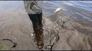 Хапуги полные рыбы, аж трещат.  Рыбалка на Амуре с Amur Fisherman и Fisherman DV 27 RUS.