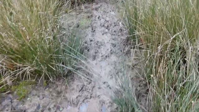 Deer Stalking With The Pulsar Thermion DUO, Telos XP50 LRF And HikMicro M15 Trail Camera