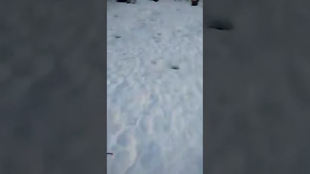 сазан клюет зимой смотреть онлайн