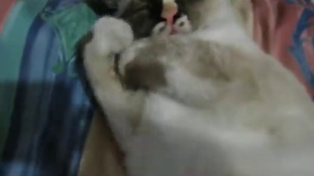 ЧУДО ПРИРОДЫ !!! смотреть онлайн