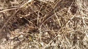 Находим отличный металл на перекопанной  деревне!!!