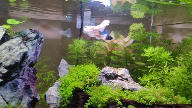 New betta fish tank смотреть онлайн