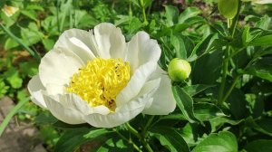 Обзор сорта пиона Jan Van Leeuwen.