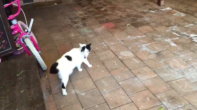 Millie 4 смотреть онлайн