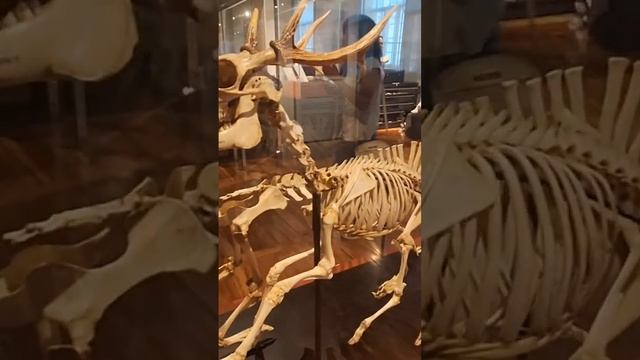 Skeleton of a Deer #recommended #deer #forensicscience #skeleton #animals #science #museum смотреть онлайн