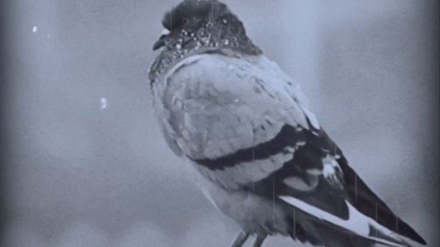 1000021856.mp4 смотреть онлайн