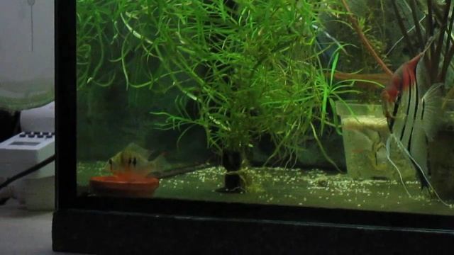 rio Mamacapuru vs rio Nanay I. смотреть онлайн
