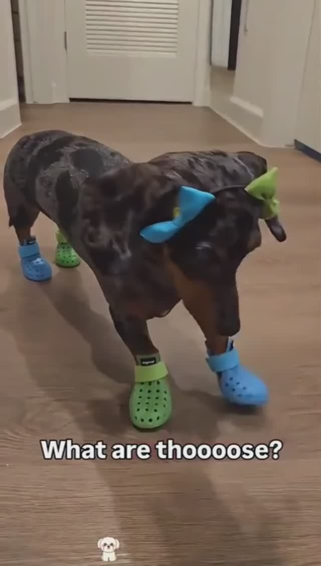 Подборка смешных собак в обуви😂 смотреть онлайн