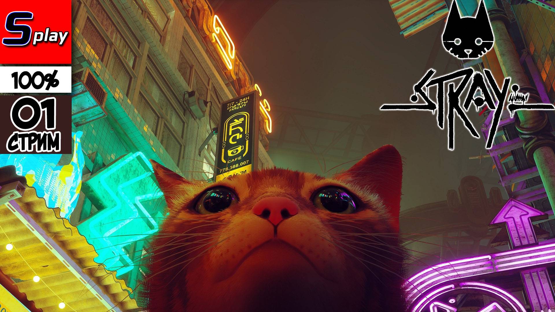 Stray на 100% - [01 - стрим] смотреть онлайн