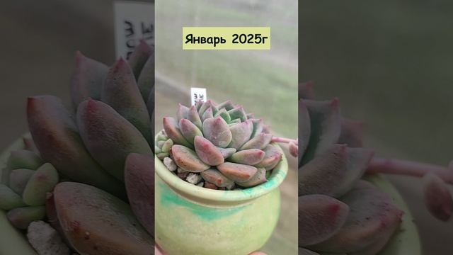 Как изменилась эхеверия Сноу Мелани за полгода? смотреть онлайн