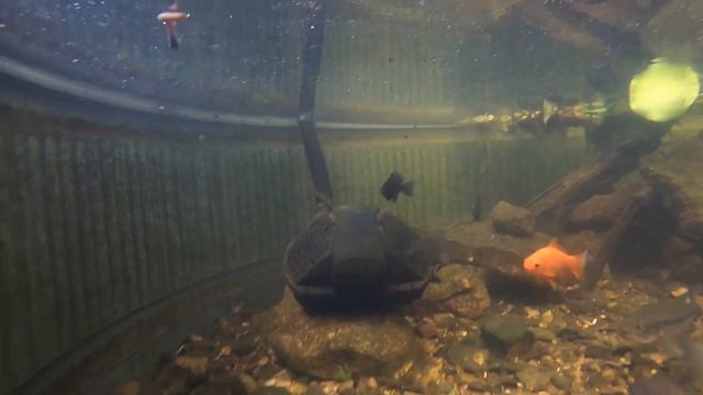 Hand Feeding His Pet Bass in a Stock Tank Pond! смотреть онлайн