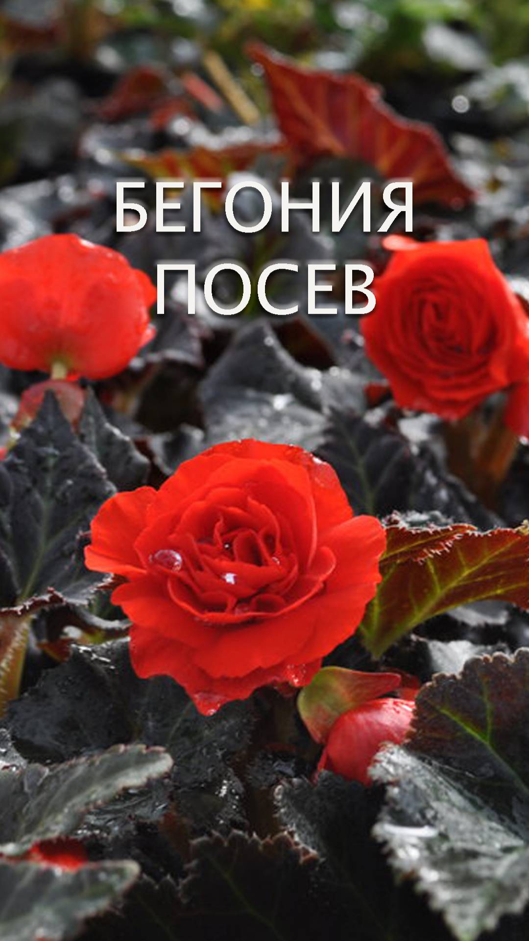 БЕГОНИЯ / ПОСЕВ