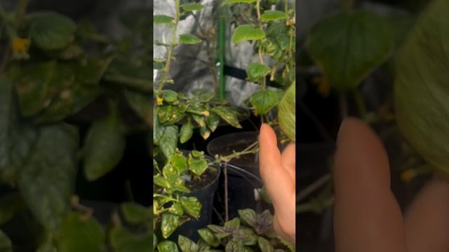 Перец дал много плодов зимой 👀 смотреть онлайн