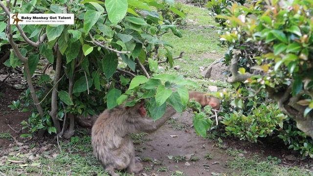 ほのぼのとした環境で育つ猿の赤ちゃんたち / Baby Monkey Monpai Monyet 香川 土庄町 小豆島 銚子渓  #お猿の国