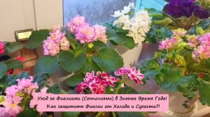 Уход за Фиалками (Сенполиями) в Зимнее Время Года! Как защитить Фиалки от Холода и Сухости?!