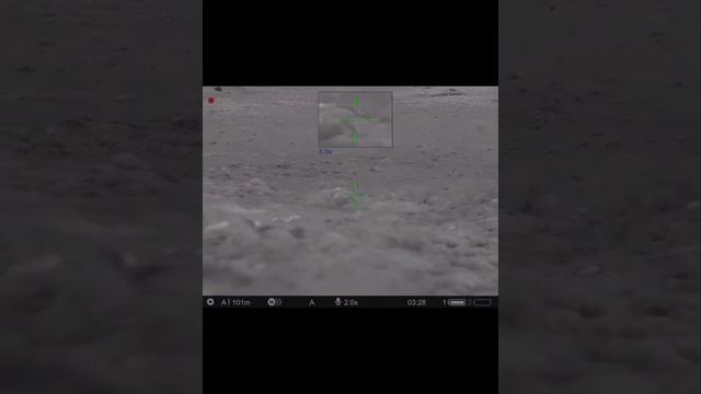 Pulsar Thermion 2 XP50 LRF Pro thermal foxhunting смотреть онлайн