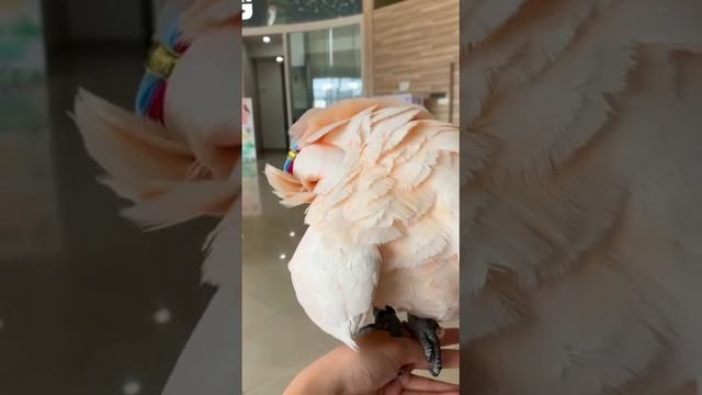 MOLUCAN COCKATOO PARROT 👀😘 #shorts #s_g_parrot1 смотреть онлайн