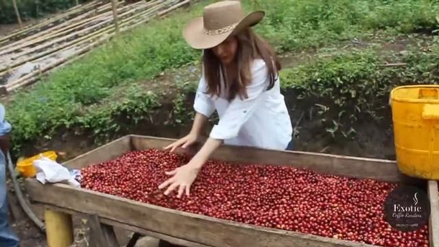 Finca Tamana - The Coffee Process смотреть онлайн