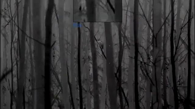 Puszczyk i kuna/Tawny Owl and marten /Pulsar Helion 2 Xp 50 Pro смотреть онлайн