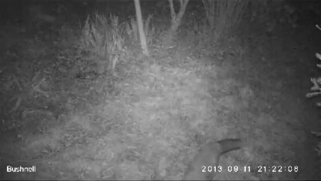 Renard смотреть онлайн