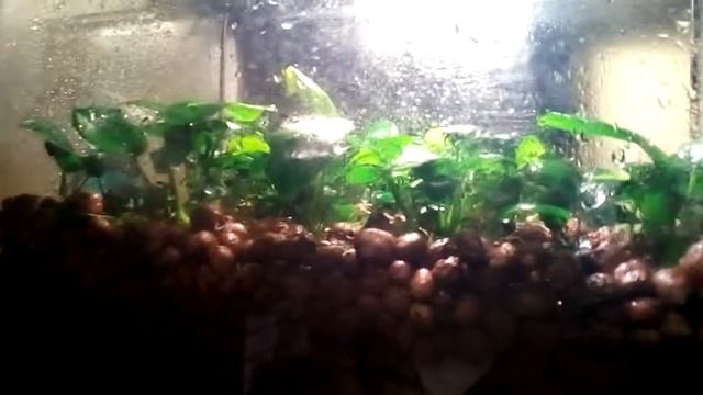 Разводная на дому "палюдариум" смотреть онлайн