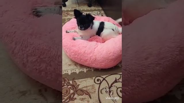 Аполлон Купидонович ( Кастропуло) купить щенка чихуахуа +79787458062 viber WhatsApp смотреть онлайн