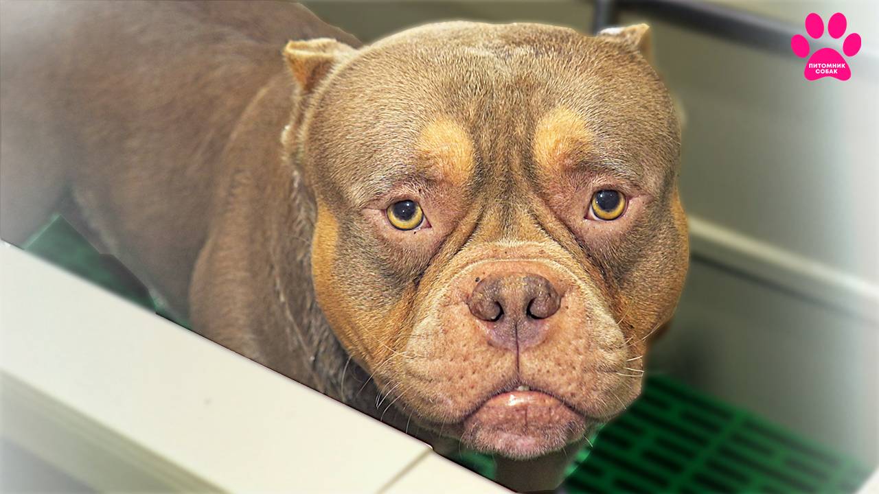 Заводчики избавились от собаки! Цезарь будет скучать по своему вольеру в питомнике? смотреть онлайн