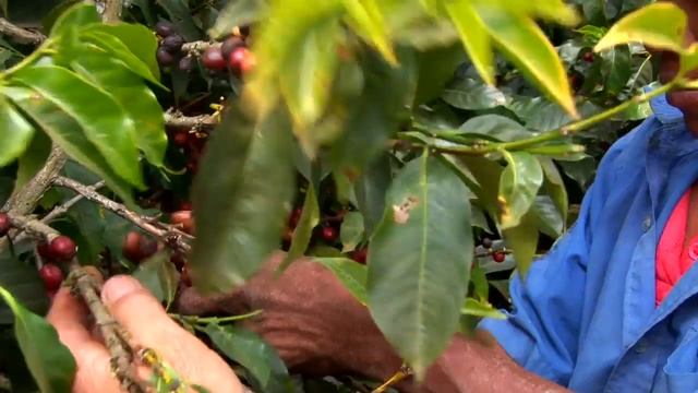 Coffee Trails - Costa Rica смотреть онлайн