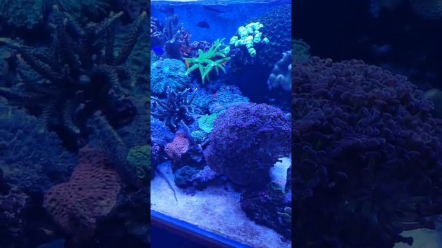 Домашнее море 300 литров смотреть онлайн