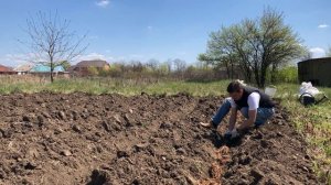 Посадка спаржи в грунт. Заказ корней на весну 2026 по тел. 8 988 488 53 88