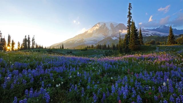 (3 hours) 4K UHD Relaxation video Mount Rainier National Park Washington State, Nature Sounds - 1_01 смотреть онлайн