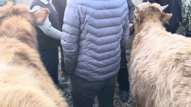 Yangiqo’rg’on tumani Bekobod chorva bozori buqalari. 10 02 2024. смотреть онлайн
