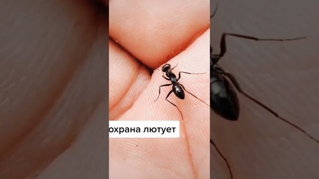 награда муравьям #биология #окружающиймир #микроскоп смотреть онлайн