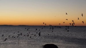 Сура Аль Фаляк