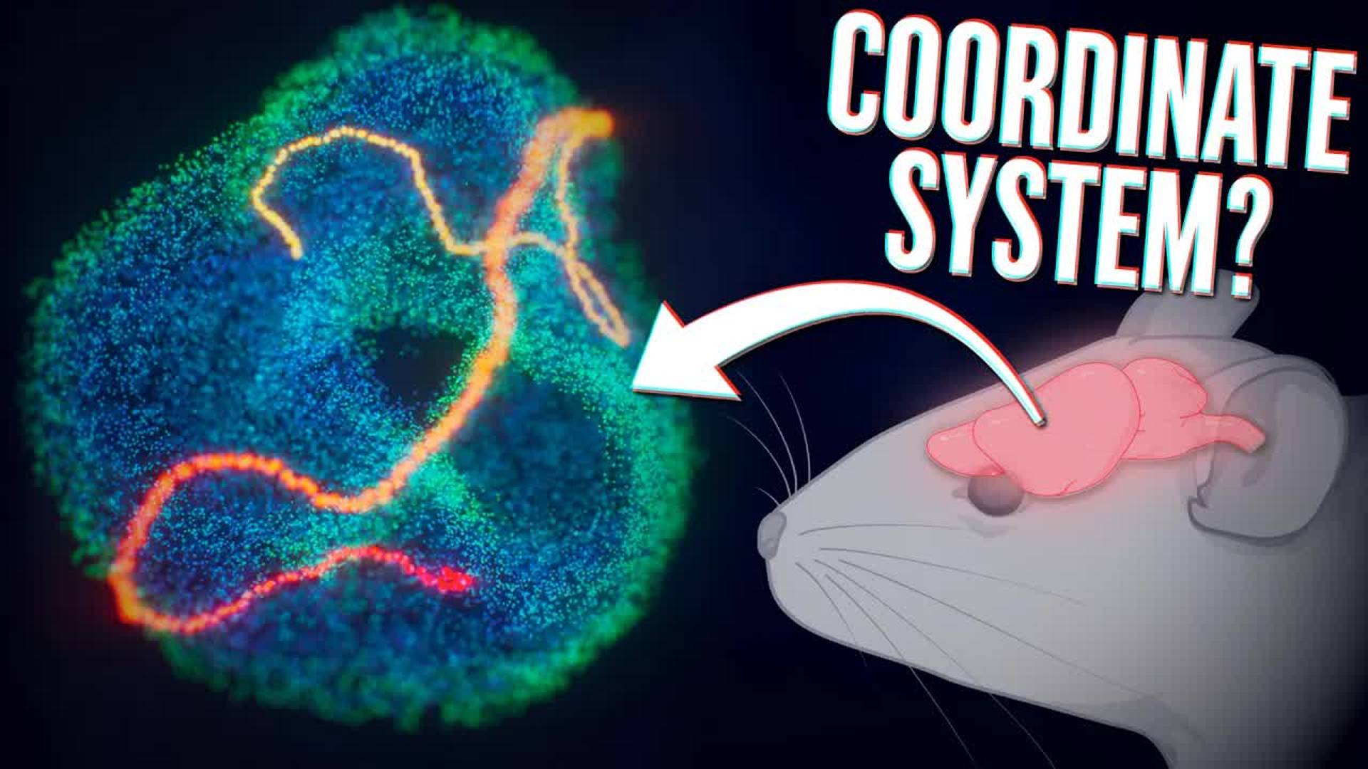 Artem Kirsanov [рус] _ Your brain is moving along the surface of the torus 🤯 смотреть онлайн