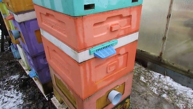 пчелы на ячейке 5,6 мм на пасеке, сравниваю разный размер пчелиной ячейки 17.01.2025 смотреть онлайн