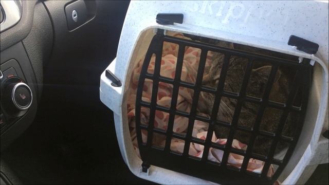 Мои бездомные коты-кошки Кормлю, пристраиваю в семьи