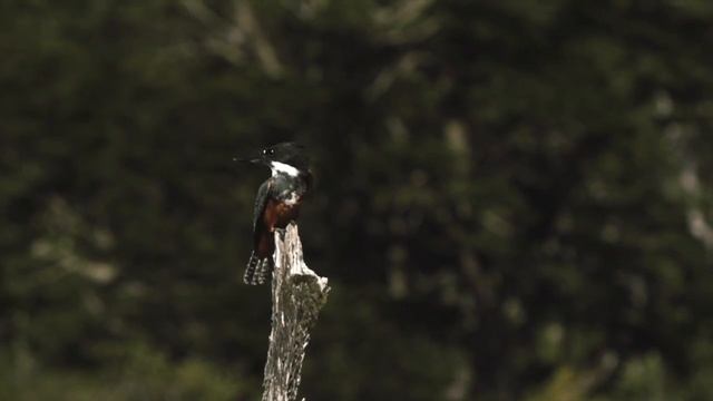 PatagoniaOne - fly fishing diversity at the max смотреть онлайн