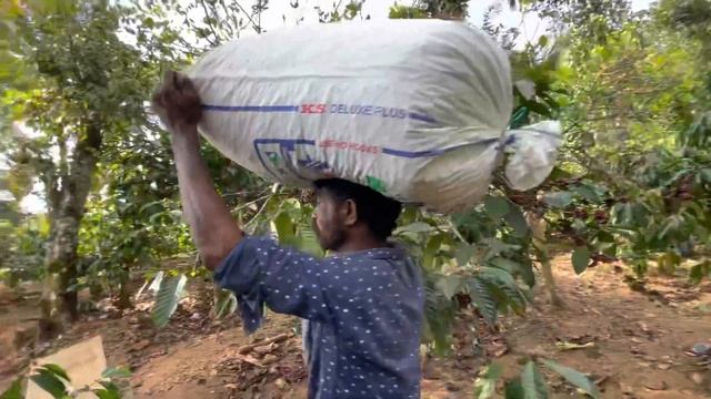 #Wayanad vlog 7 | Coffee Harvesting | Robusta Coffee Striping at My Dad’s Coffee Farm смотреть онлайн